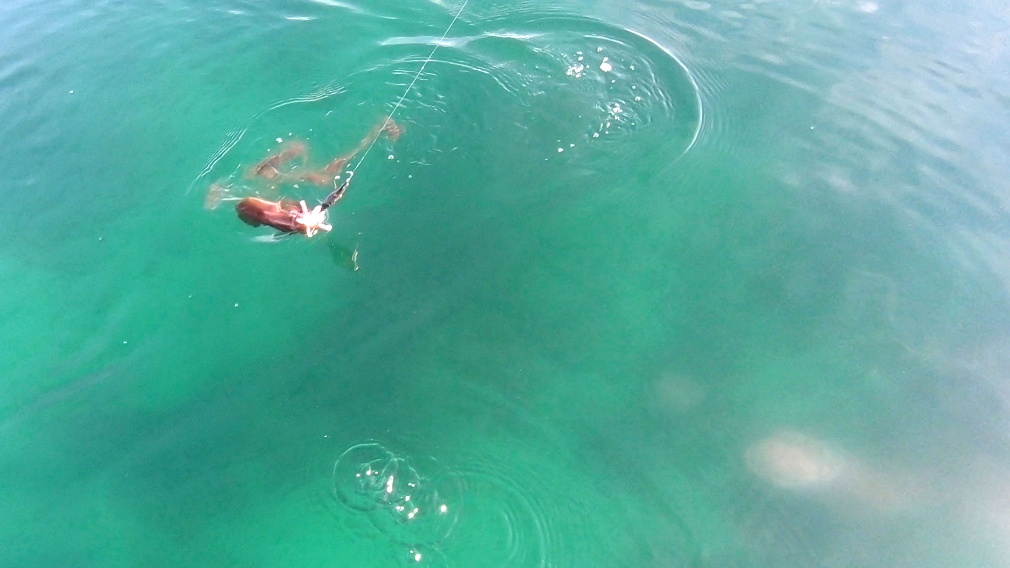 2019sep11happyfishermanfishingportphillipbaymudisland04 To Happy Fisherman